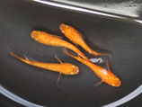 紅華　2ペア　⑦