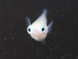 ポニョ　2ペア　①