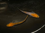 紅薊ヒカリ　1ペア　②
