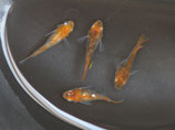 赤虎透明鱗ダルマ　2ペア