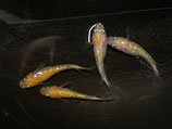 王華　2ペア