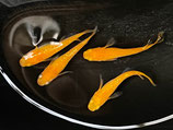 紅帝ラメヒレ長　2ペア　②