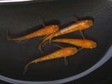 紅帝ラメヒレ長　2ペア　②