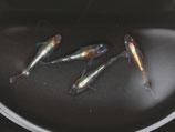 朱光菊キッシングワイドフィン(上)　2ペア　①
