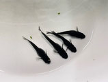 ブラックダイヤキッシング　2ペア