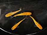 赤ブチラメキッシング　2ペア　①