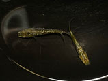 琥珀ラメヒレ長　1ペア