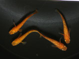 紅華　2ペア　③
