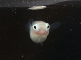 ポニョ　2ペア　⑤