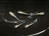 銀箭