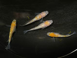 王華　2ペア