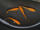 紅帝ラメヒレ長　2ペア　①