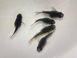 黒龍ダルマ　オス2匹 メス3匹 合計5匹セット　②