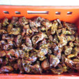 5 kg Schweineohrenecken