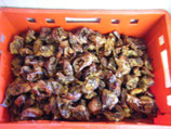 10 Kg Schweineohreneckerl kleiner Snack AKTION