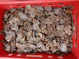 1 kg Hodenchips