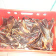 1 KG Schulterblattknorpel