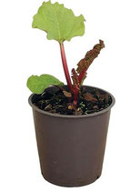 PLANT en pot