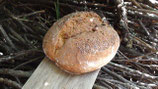 Pain Paysan BIO