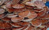 Coquilles Saint Jacques non décortiquées 10kg