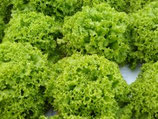 Mélange de salade 200gr Bio Noël