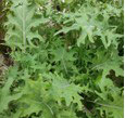 Chou Kale (botte)