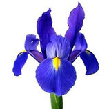 Naturduft Iris