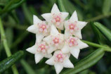 Hoya engleriana GPS 10240 unrooted cutting