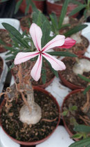 Pachypodium succulentum ROOTED