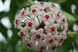 Hoya carnosa 'Crinkle 8' GPS 10038 ROOTED cutting