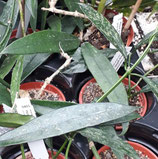 Hoya griffithii GPS 10390 unrooted cutting