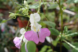 Impatiens balfouri unrooted cutting