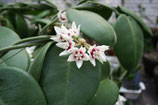 Hoya australis Stargazer GPS 10317 unrooted cutting