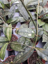 Hoya crassipetiolata 'Splash' GPS 10389 ROOTED cutting