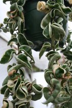 Hoya carnosa Compacta variegata GPS10040 ROOTED cutting