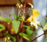 Impatiens edgworthii unrooted cutting