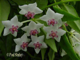 Hoya bella variegata unrooted cutting