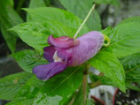 Impatiens arguta Dark blue unrooted cutting