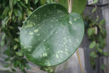 Hoya loyceandrewsiana GPS 10029 unrooted cutting