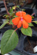 Impatiens platypetala unrooted cutting