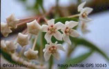 Hoya australis GPS 10045 unrooted cutting