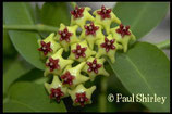 Hoya densifolia GPS 3079 unrooted cutting