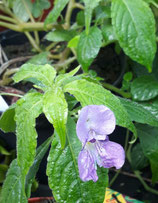 Impatiens langbinnensis unrooted cutting
