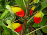 Impatiens niamniamensis unrooted cutting