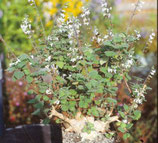 Plectranthus ernstii unrooted cutting