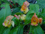 Impatiens bicordata hybrid Orange unrooted cutting