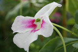 Impatiens sodenii Magenta Flash unrooted cutting