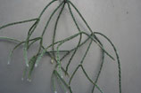 Rhipsalis horrida unrooted cutting