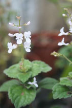 Plectranthus angulatus ROOTED cutting