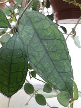 Hoya finlaysonii GPS 10056 unrooted cutting